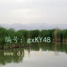 Χ